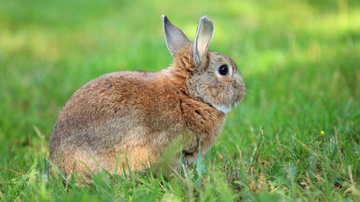 Common and Abnormal Rabbit Behaviours | Medivet