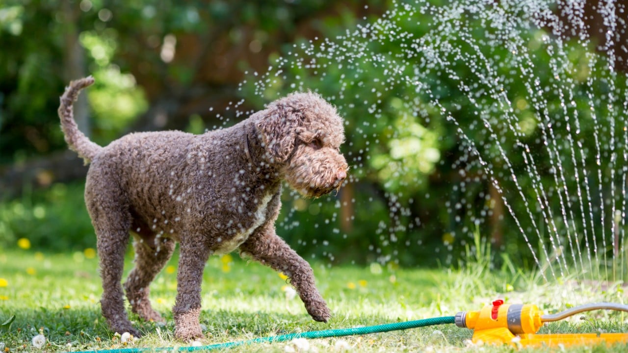 Dog in the sprinkler cooling down web2.jpg