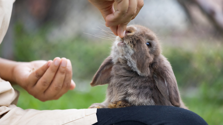 Flea Advice for Rabbits | Flea Symptoms & Treatment | Medivet