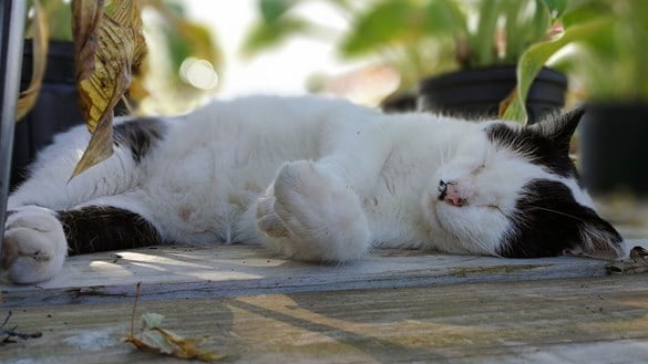 Cat sleeping in shade