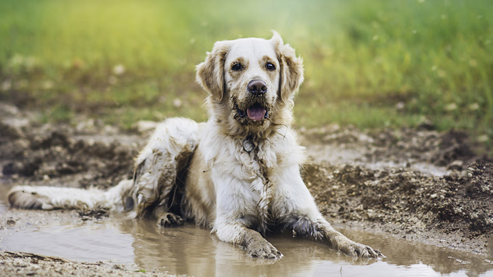 dog-muddy-puddle