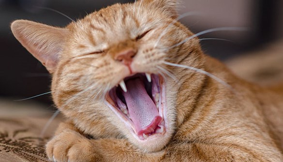 Cat showing its teeth