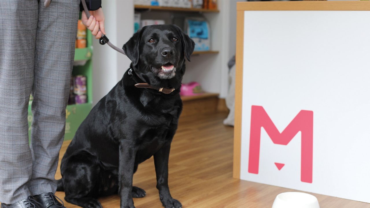 Does your Dog Have High or Low Blood Pressure? | Medivet