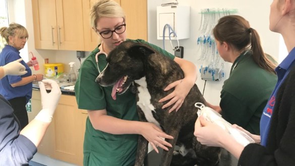 Dog being treated  at vet