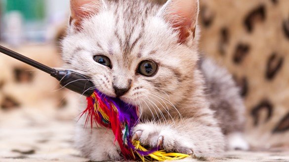 kitten-playing-with-toy.jpg