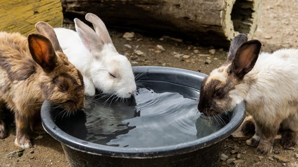 Rabbits drinking water together