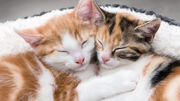kittens snuggled together