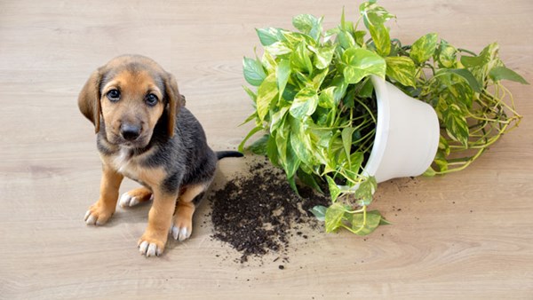 dog with plant