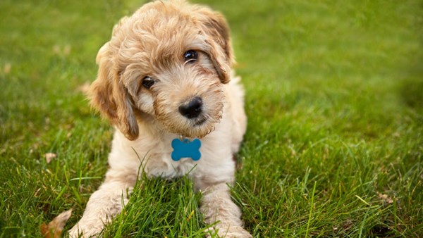 Puppy lying on the grass