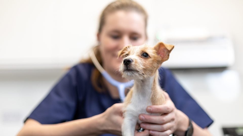 New Puppy Vaccinations l Guide and Information Medivet
