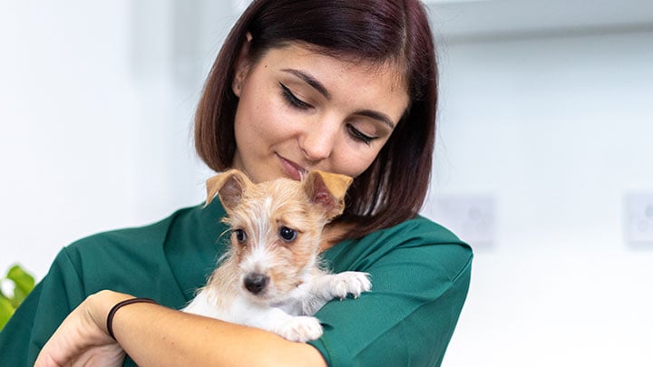 The Differences between Pet Healthcare Plans & Insurance | Medivet