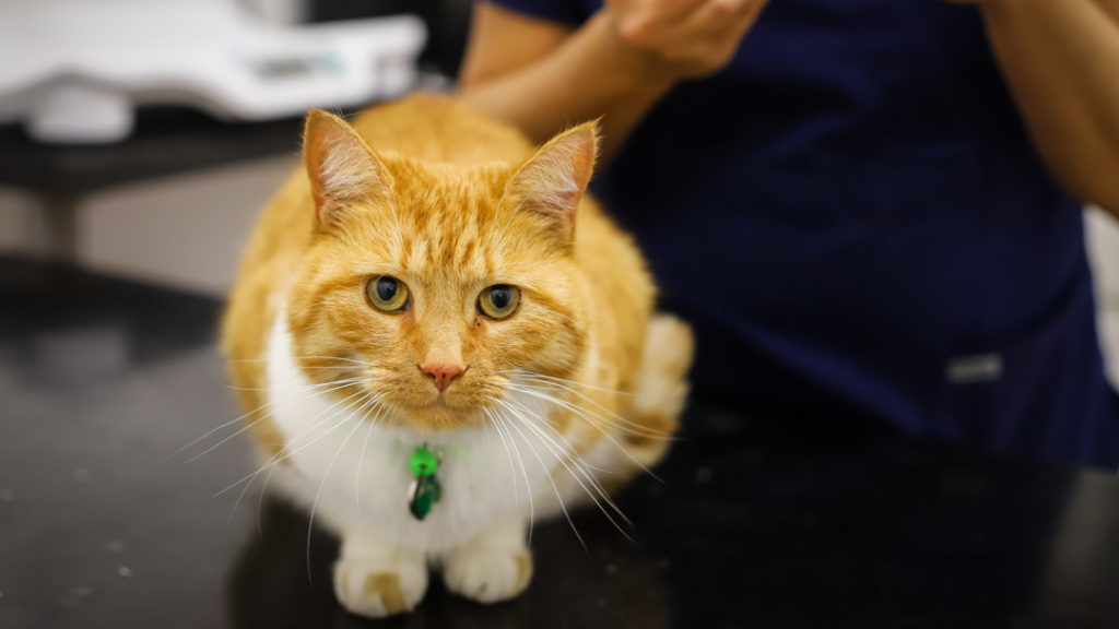 Ginger and white cat with vet.jpg