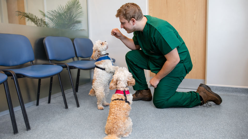 Hendon-nurse-and-small-white-dogs.jpg