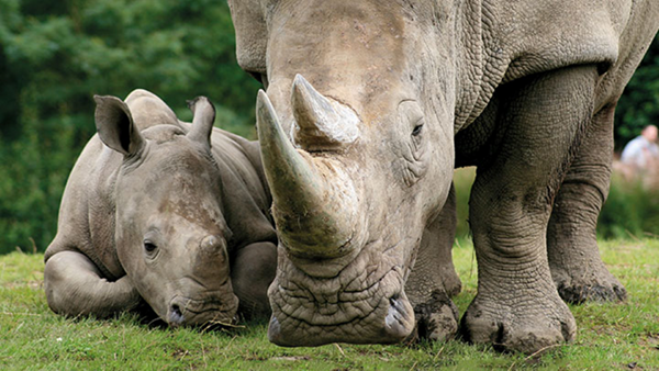 Rhino mother and baby in the wild