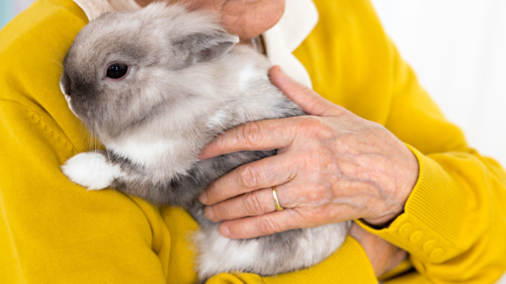 Grooming Rabbits for Cold Weather | Winter Rabbit Grooming | Medivet