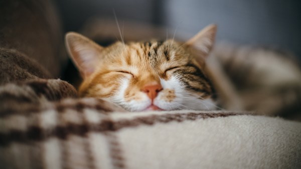 Ginger cat sleeping on blanket