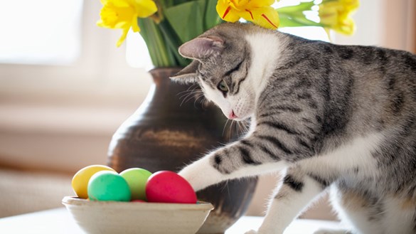 Keeping Your Pet Safe From Easter Treats and Other Dangers | Medivet