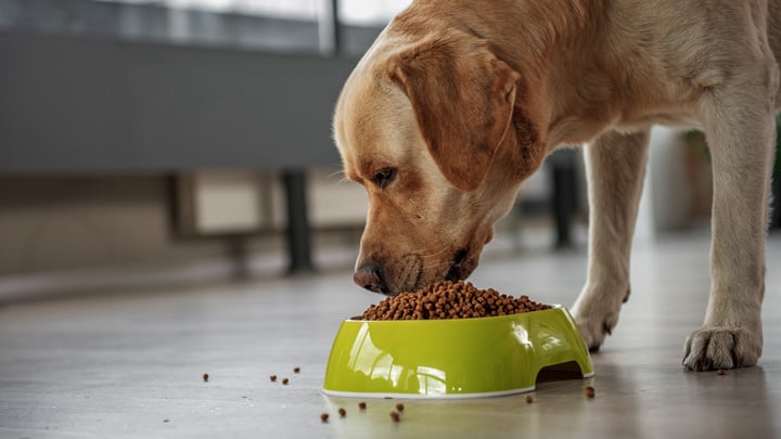 Dog Food Nutrition & Diet | What to Feed your Dog | Medivet