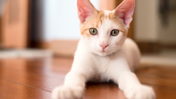 Caring for your New Kitten | New Kitten Checklist | Medivet