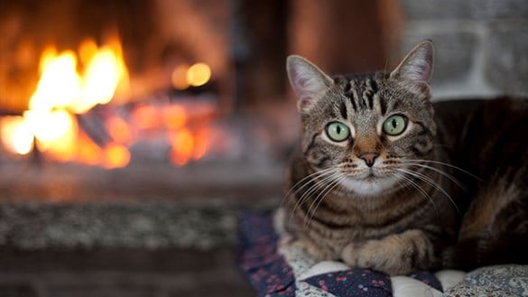 Cat warming up