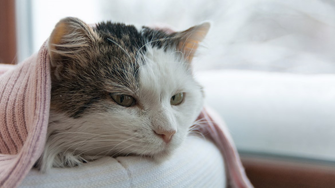 Cat Flu Causes, Symptoms & Treatment Medivet