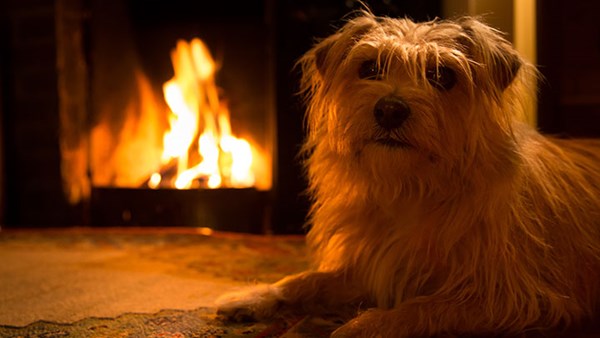 Dog near fireplace