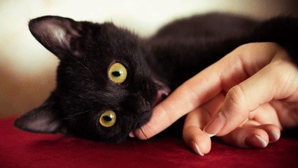 Kitten nibbling owner's finger