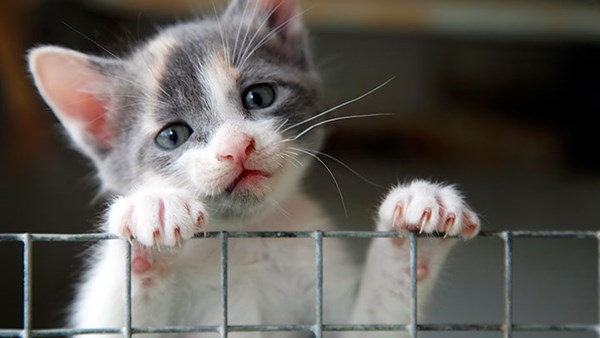 Lost cat behind bars