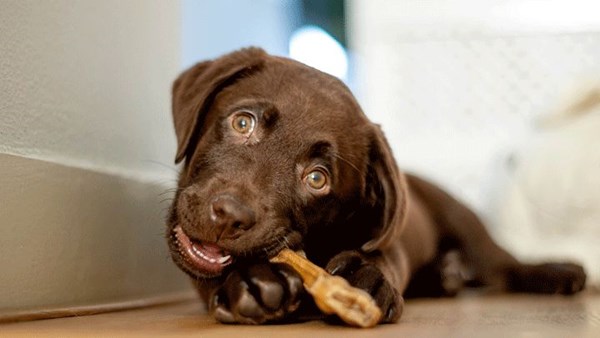 Puppy chewing dental stick