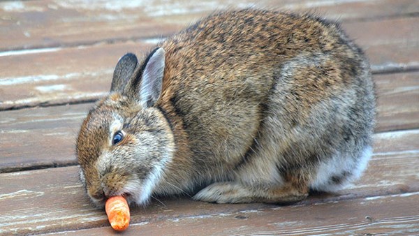 Rabbit nibbling on carrot