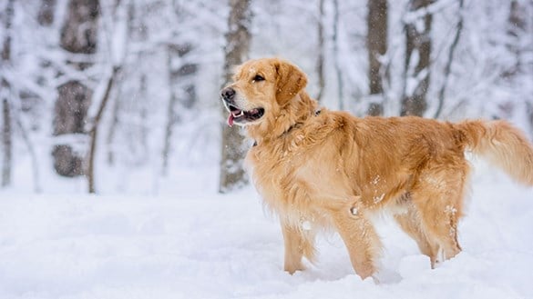 Dog out in the snowy woods