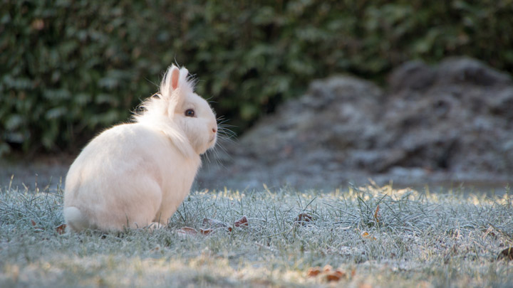 Caring for Outdoor Rabbits in Cold Winter Snow Weather | Medivet