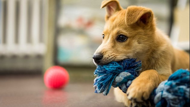 Puppy with rope and ball