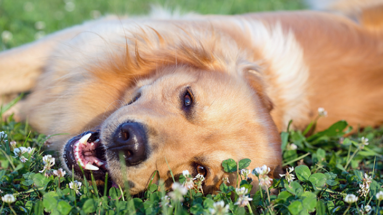 Five Ways Dental Disease Can Affect Your Dog's Health