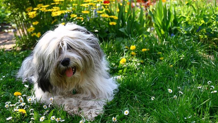 are plant bulbs poisonous to dogs