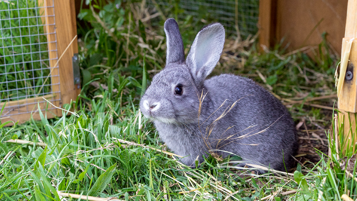 15 Interesting Facts About Rabbits You Might Not Know | Medivet
